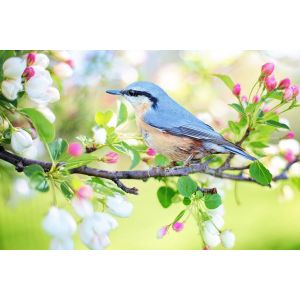 meer vogels in de tuin