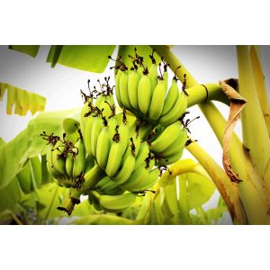 bananenplant