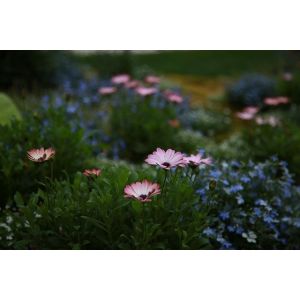 gezellige tuin