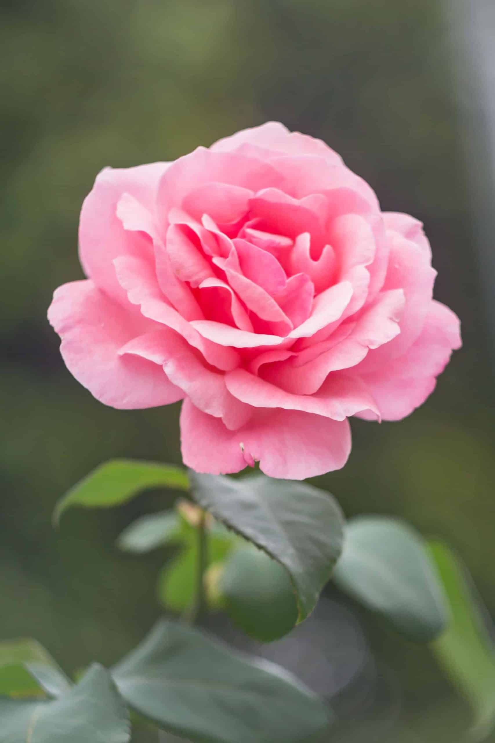Een tuin vol geur en kleur