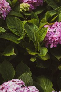 pexels jovydas pinkevicius 2845269