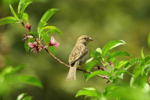Vogel op bloesemtak in natuur.