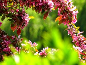 Roze appelbloesems op een zonnige dag