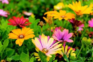 Kleurrijke bloemen in bloei.