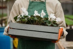 Tuinier draagt witte bloemen in houten krat.