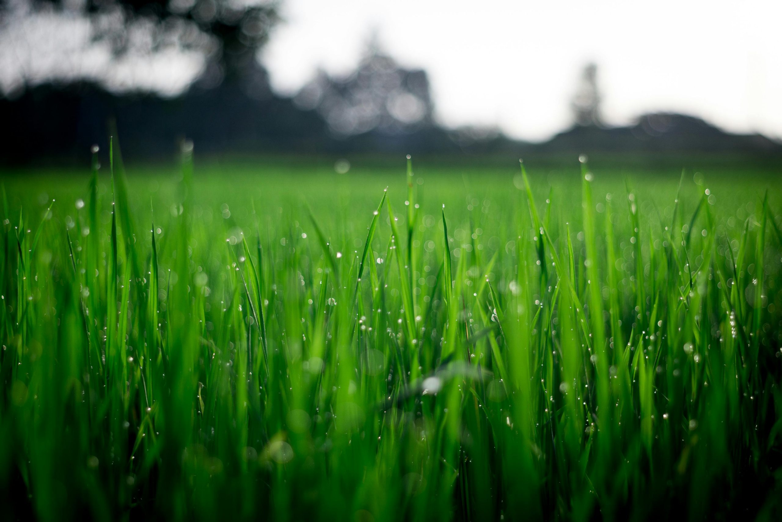 Wat komt er allemaal kijken bij het onderhouden van een tuin